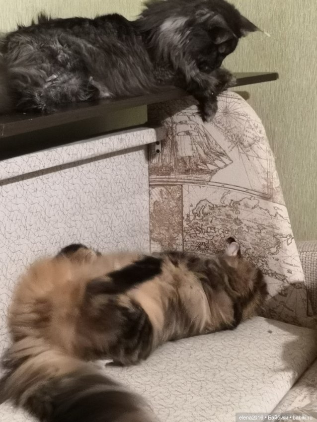 Сама нежность — В мире животных: смешные фото питомцев и зверей (фото 2)