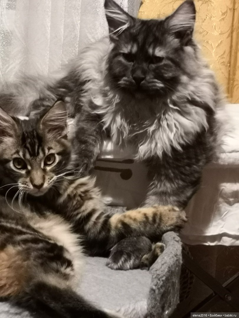 Сама нежность — В мире животных: смешные фото питомцев и зверей (фото 5)