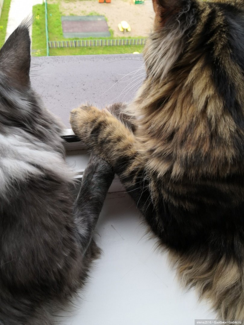 Сама нежность — В мире животных: смешные фото питомцев и зверей (фото 6)