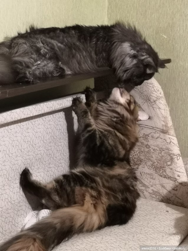 Сама нежность — В мире животных: смешные фото питомцев и зверей (фото 3)