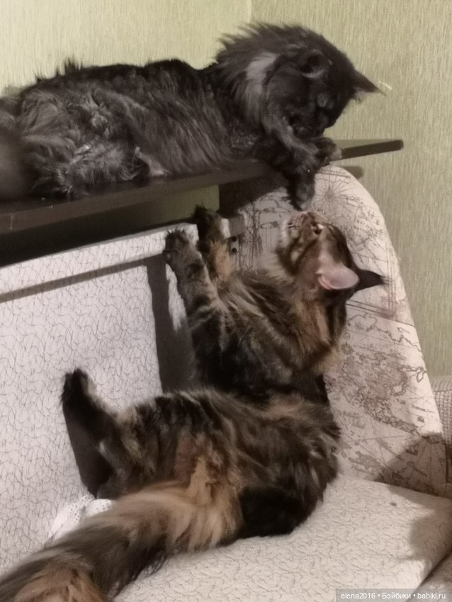 Сама нежность — В мире животных: смешные фото питомцев и зверей