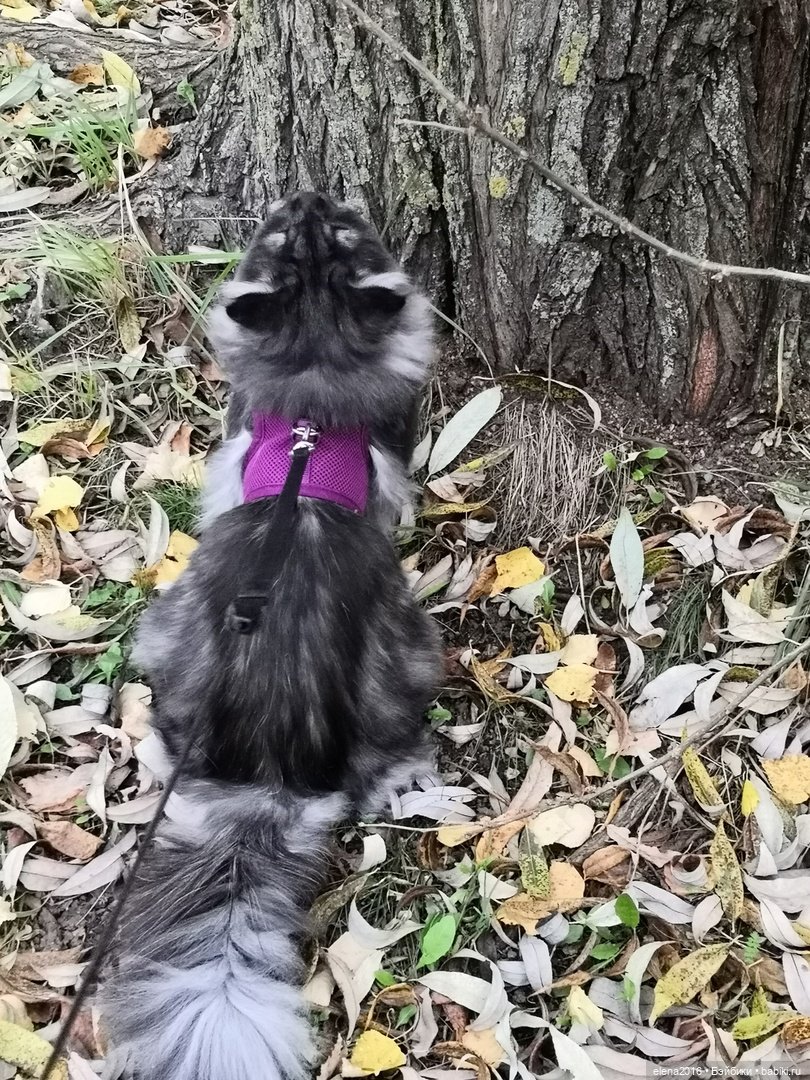 Сама нежность — В мире животных: смешные фото питомцев и зверей