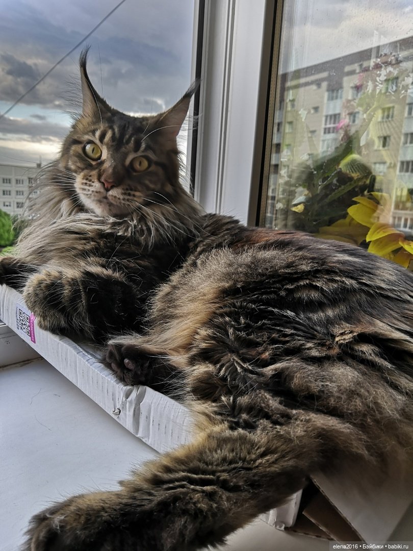 Сама нежность — В мире животных: смешные фото питомцев и зверей (фото 7)