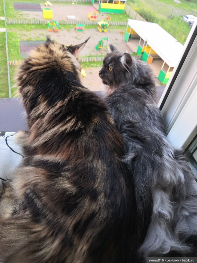 Сама нежность — В мире животных: смешные фото питомцев и зверей