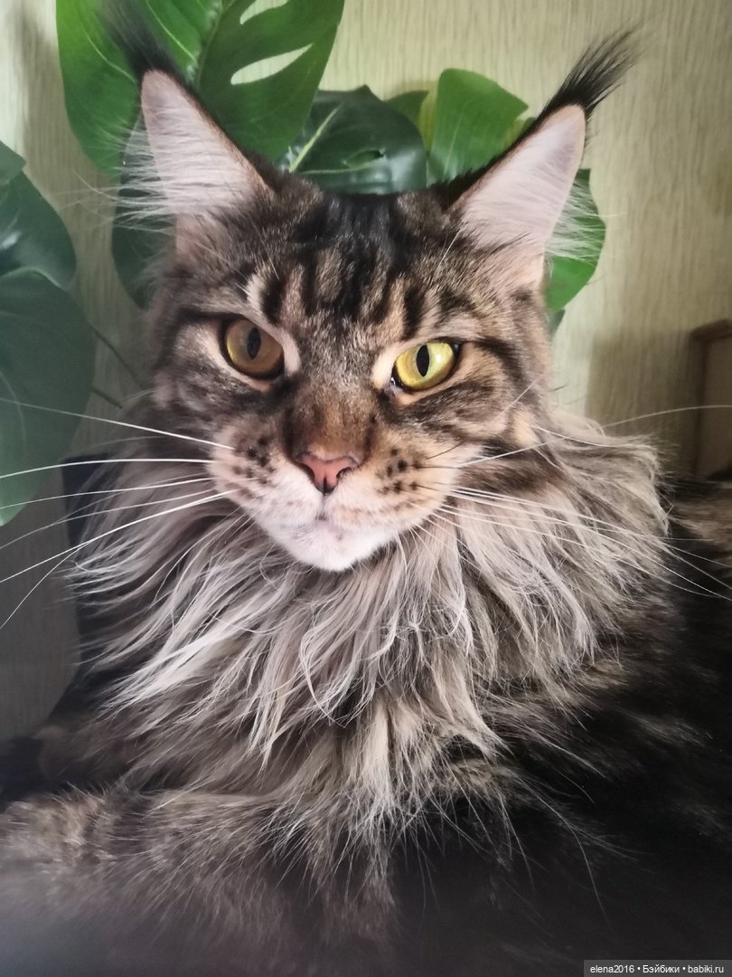 Сама нежность — В мире животных: смешные фото питомцев и зверей (фото 9)