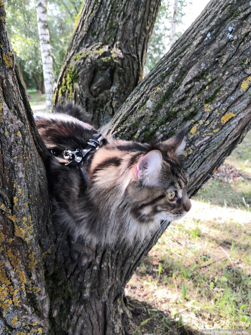 Сама нежность — В мире животных: смешные фото питомцев и зверей (фото 10)