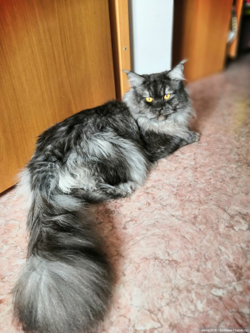 Сама нежность — В мире животных: смешные фото питомцев и зверей