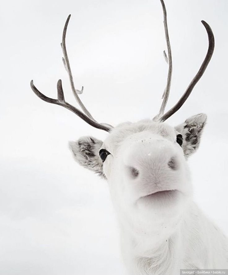 Свитера с оленями и 10 простых схем для рукоделия