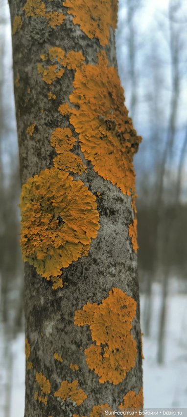 Боевой конь Сикис — Коллекционные экшн (фото 2)