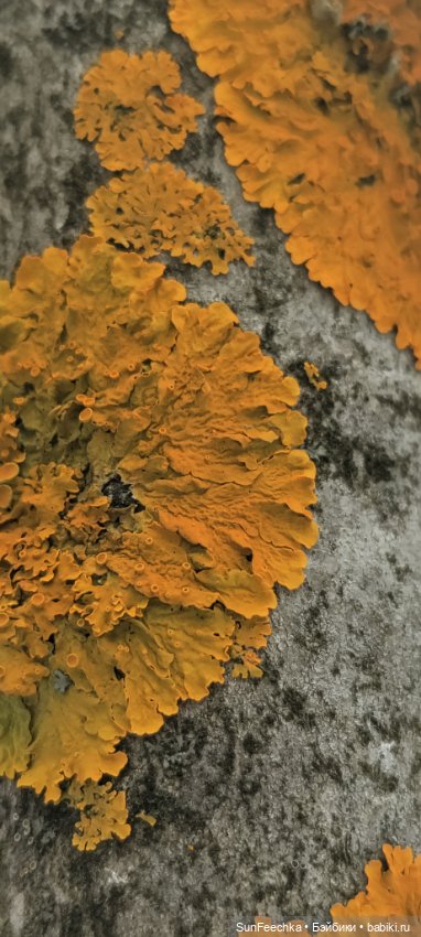 Боевой конь Сикис — Коллекционные экшн