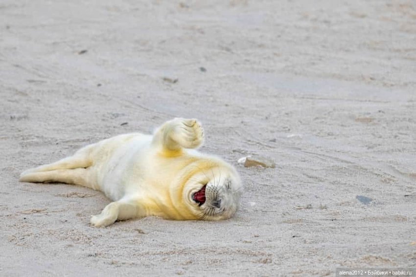 Ох уж эти смешные зверюшки