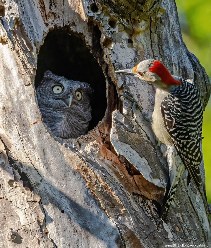 Ох уж эти смешные зверюшки