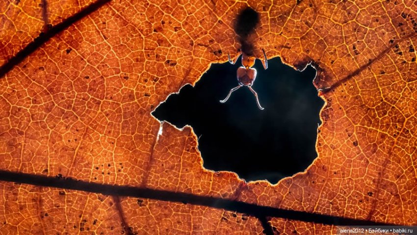 Ох уж эти смешные зверюшки