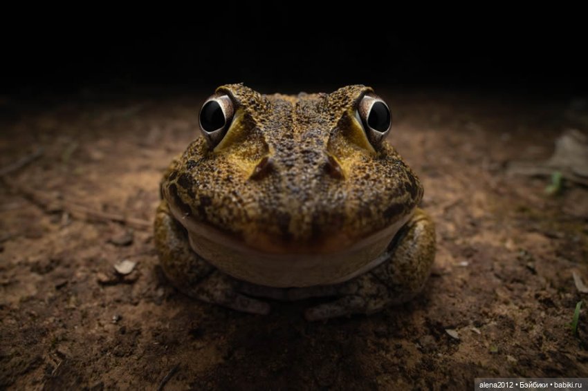 Ох уж эти смешные зверюшки