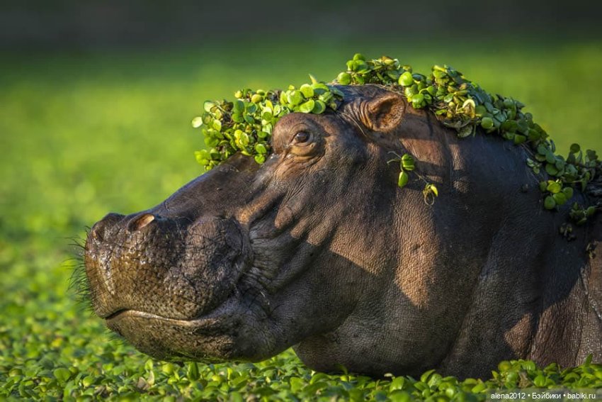 Ох уж эти смешные зверюшки