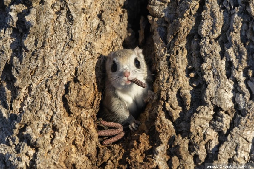 Ох уж эти смешные зверюшки