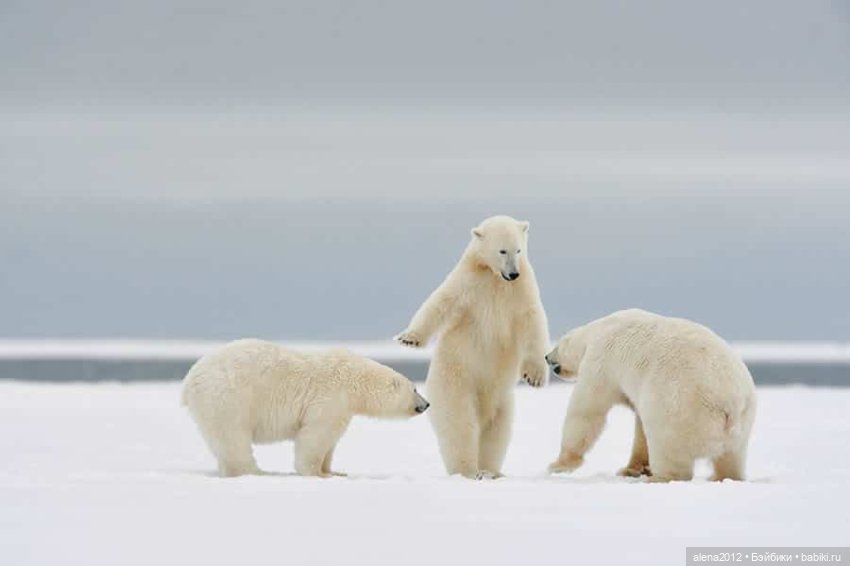 Ох уж эти смешные зверюшки (фото 10)