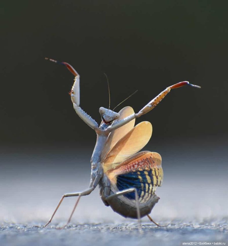 Ох уж эти смешные зверюшки