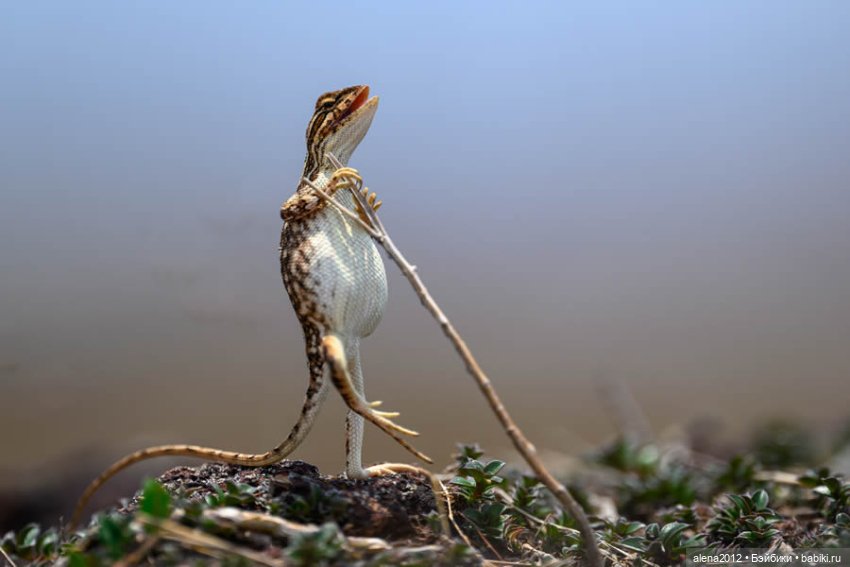 Ох уж эти смешные зверюшки (фото 7)