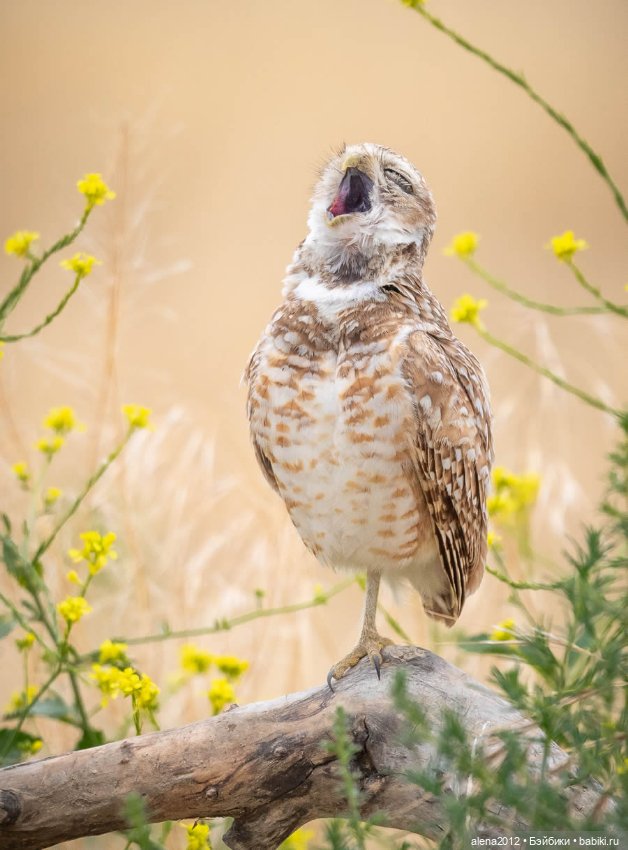 Ох уж эти смешные зверюшки