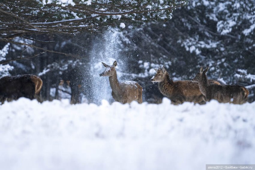 Ох уж эти смешные зверюшки