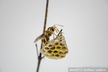 Скульптуры из бамбука Noriyuki Saitoh