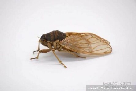 Скульптуры из бамбука Noriyuki Saitoh (фото 9)