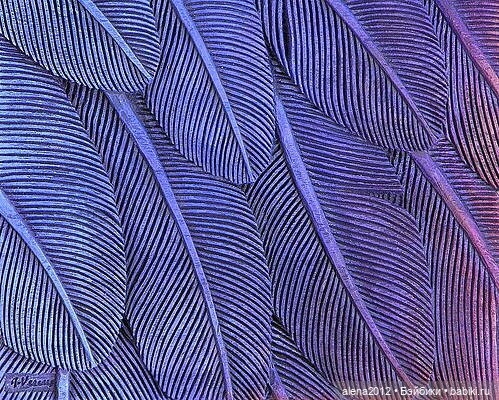 Жак Вассери — Живопись и графика: творчество художников