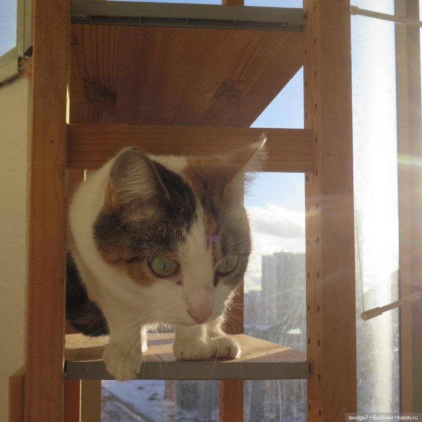 Солнечный Йоль 2024 — Куклы Ruby Red (Руби Ред) Fashion Friends: Siblies