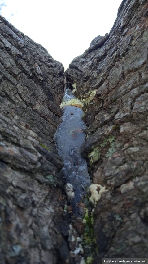 Новогодняя фотосессия котика