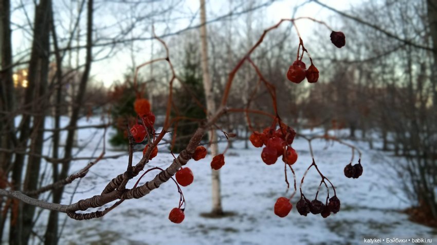 Новогодняя фотосессия котика