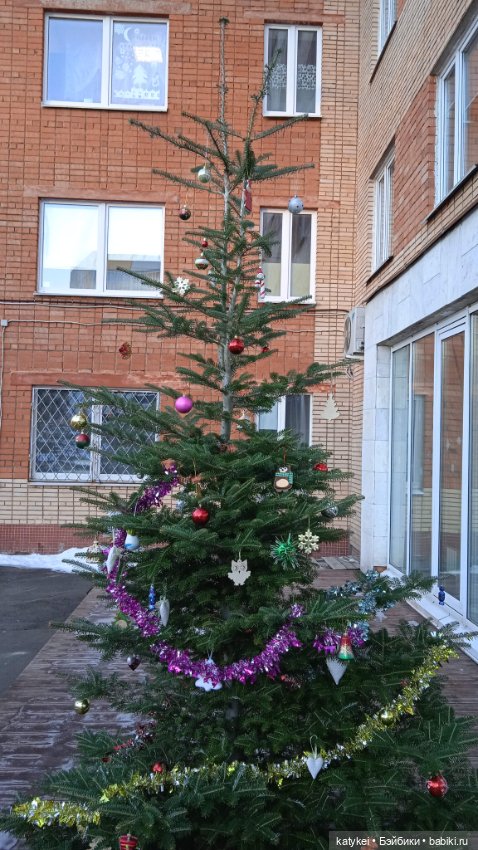 Новогодняя фотосессия котика