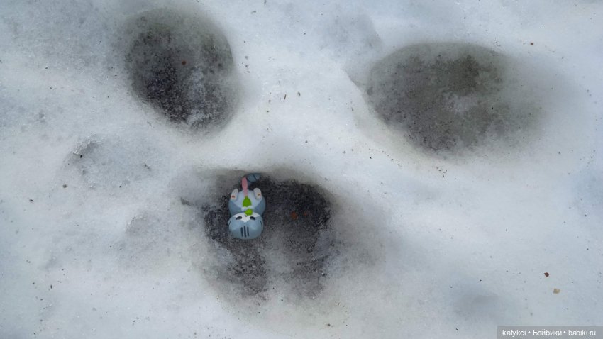 Новогодняя фотосессия котика