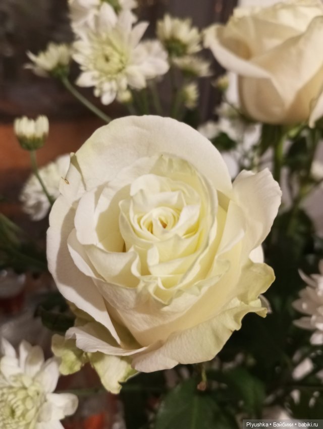 Насыщенный декабрь Кофейного кота Латте (фото 10)