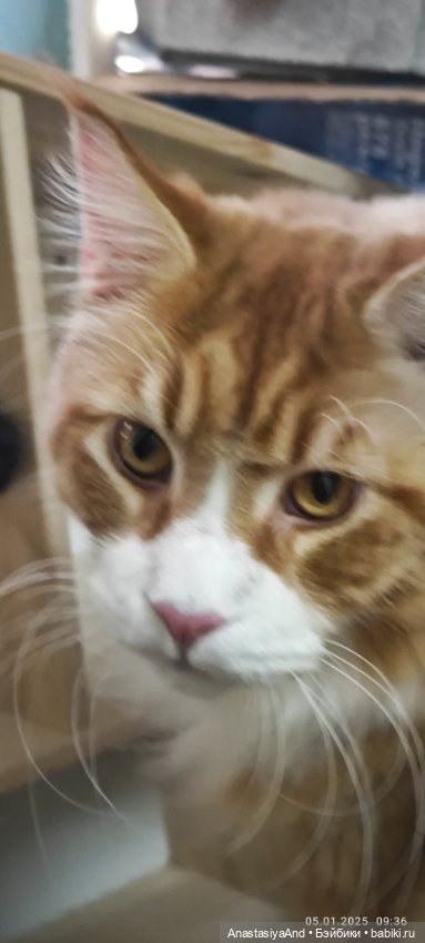 Кривые базовые выкройки для Редберри и Бломмор