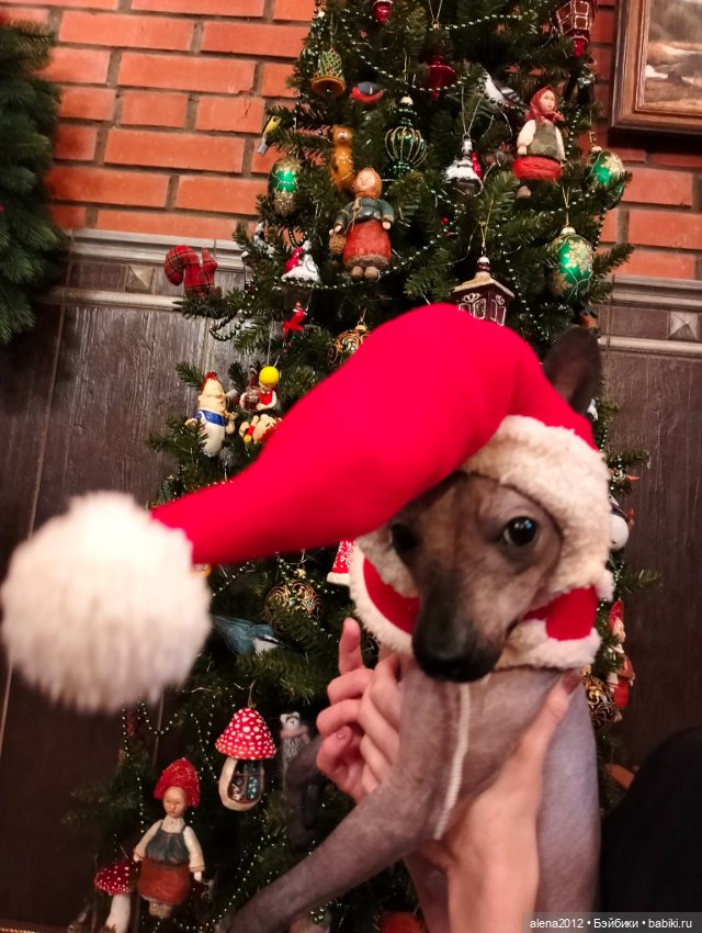 Как одна фотография с весенней выставки изменила всю ёлку