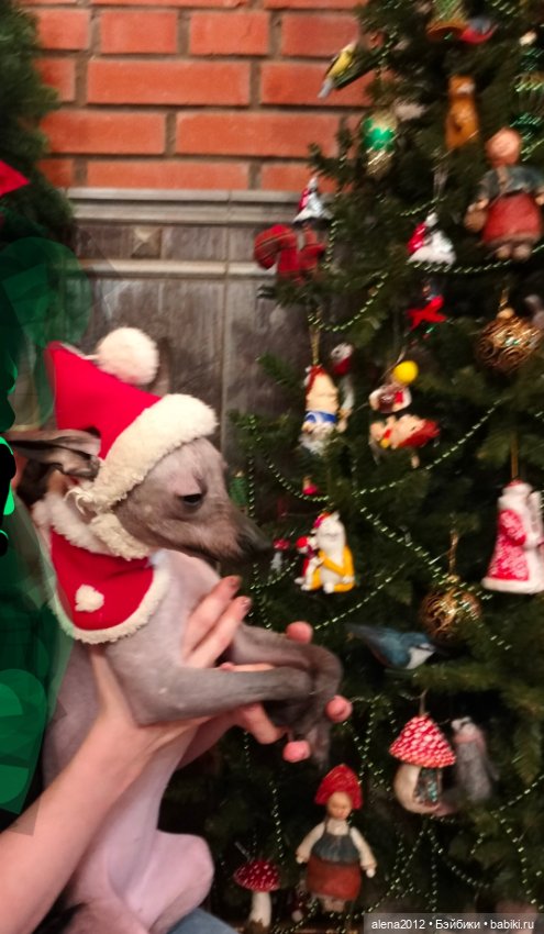 Как одна фотография с весенней выставки изменила всю ёлку