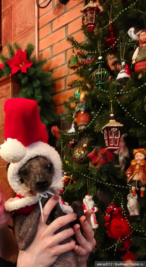 Как одна фотография с весенней выставки изменила всю ёлку