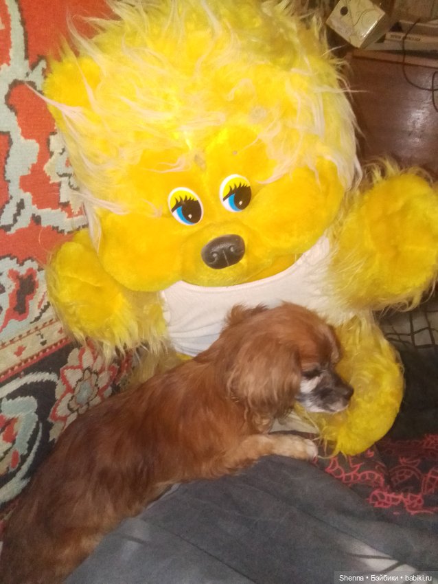 Не было бы счастья, да несчастье помогло (фото 9)