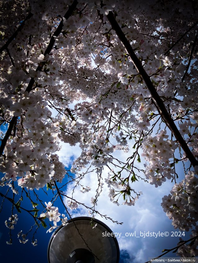 Sakura time — Куклы Dust of Dolls (Даст оф Доллс): BJD (БЖД) (фото 4)