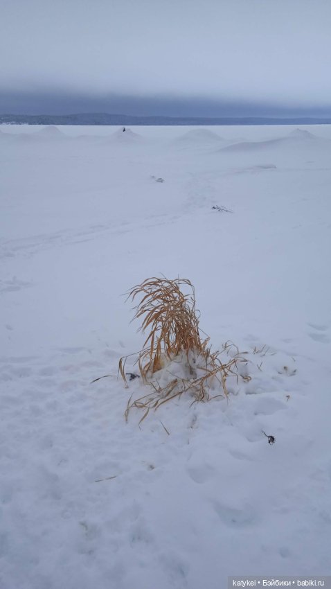 Жёлтая кошечка в переноске и другие