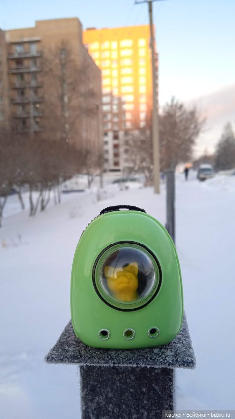 Жёлтая кошечка в переноске и другие