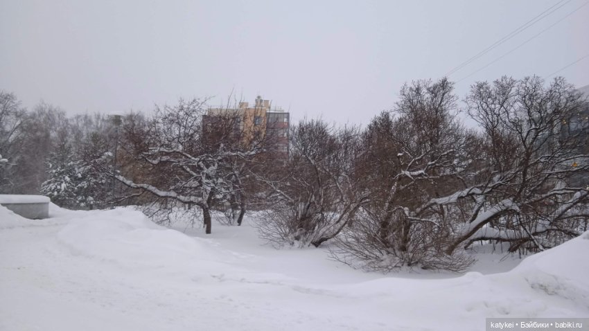 Жёлтая кошечка в переноске и другие (фото 7)