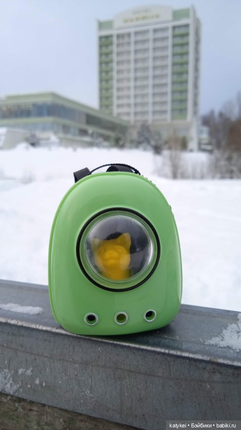 Жёлтая кошечка в переноске и другие