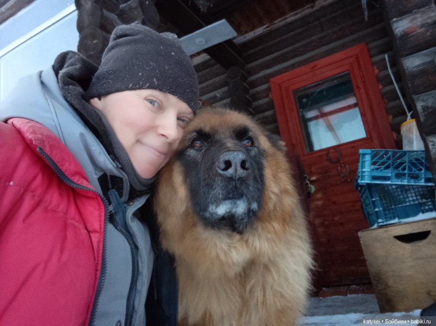 Жёлтая кошечка в переноске и другие