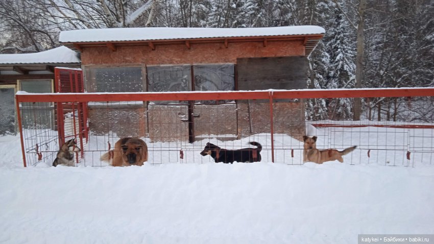 Жёлтая кошечка в переноске и другие