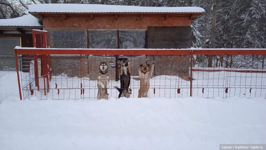 Жёлтая кошечка в переноске и другие