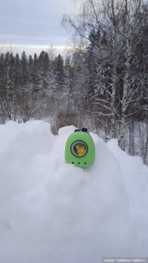 Жёлтая кошечка в переноске и другие