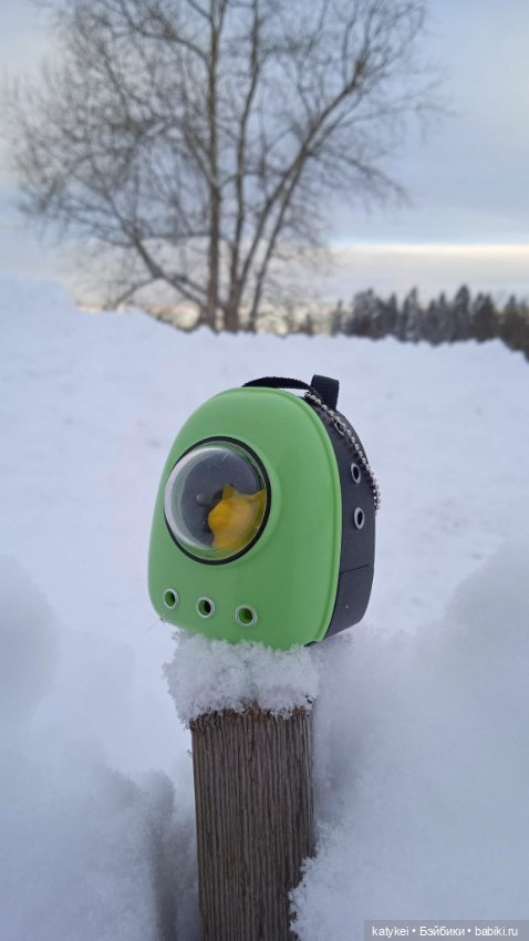 Жёлтая кошечка в переноске и другие