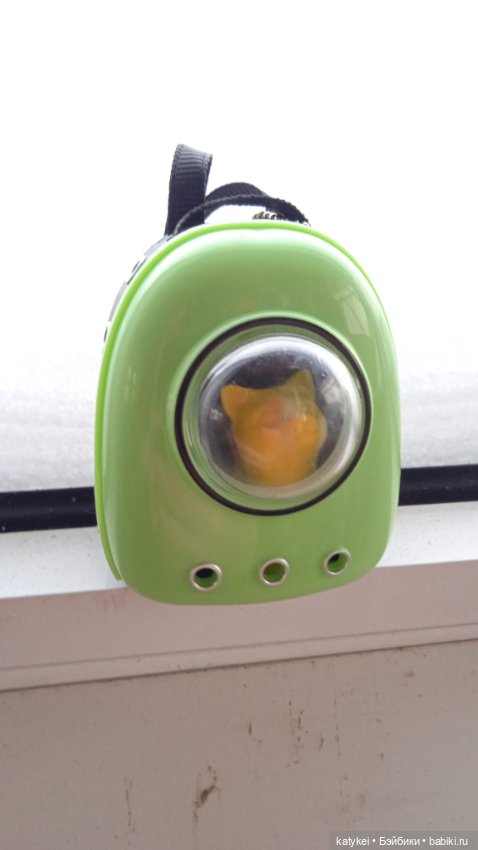 Жёлтая кошечка в переноске и другие